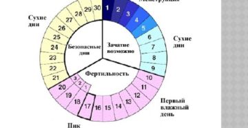 Овуляция За Сколько Дней До Месячных Начинается