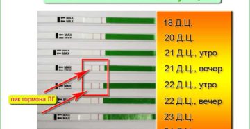 Сколько дней тест на овуляцию показывает положительный результат