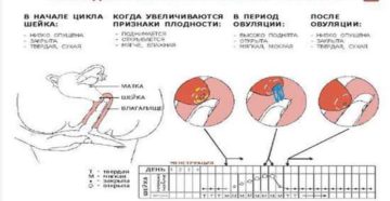 Стреляет шейка матки при беременности