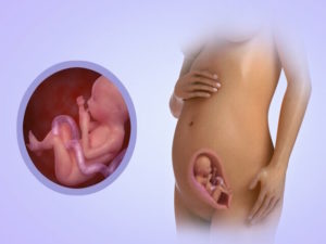 Беременность 22 недели видеогид