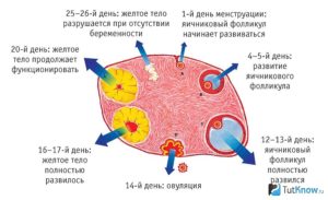 Что Происходит С Фолликулом Если Нет Овуляции