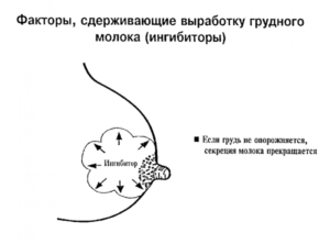 Может ли при температуре перегореть молоко грудное