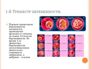 На Какой Неделе Заканчивается Первый Триместр Беременности