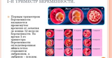 На Какой Неделе Заканчивается Первый Триместр Беременности