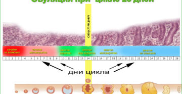 Может ли овуляция быть не в середине цикла