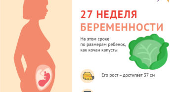 27 Неделя беременности от зачатия