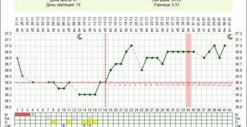 Овуляция при цикле 32 дня когда овуляция
