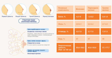 На Какой Недели У Беременных Появляется Молоко