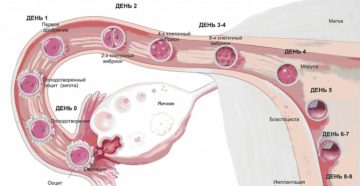 Через сколько дней эмбрион прикрепляется к матке после зачатия