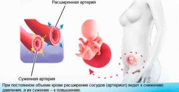 Пониженное Давление При Беременности Во Втором Триместре