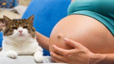 Можно ли беременным иметь кошку в доме