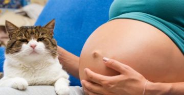 Можно ли беременным иметь кошку в доме
