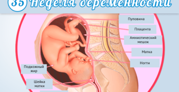 Как часто должен шевелиться ребенок на 35 неделе беременности