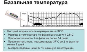 Температура тела 37 после овуляции