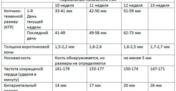 Узи на 11 неделе беременности скрининг нормы