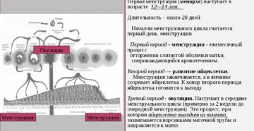 Через сколько дней после месячных созревает яйцеклетка