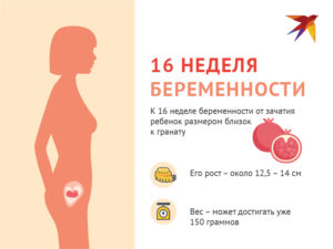 16 Неделя беременности от зачатия ощущения