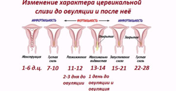 Форум кровь во время овуляции